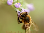 在线呼叫网页版