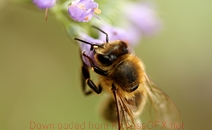 呼死你免费试用在线