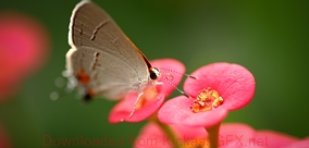 长期批发价的电话在线轰炸测试