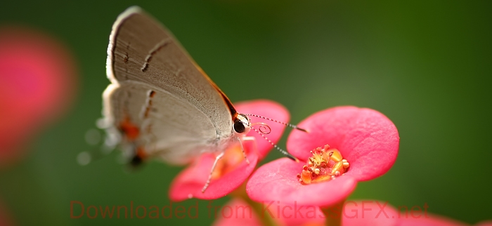 呼死你免费试用在线